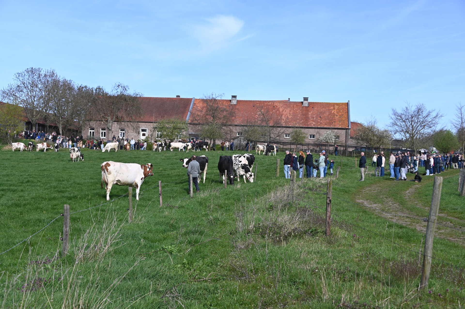 Koeiendans 2.jpg Koeiendans 2.jpg