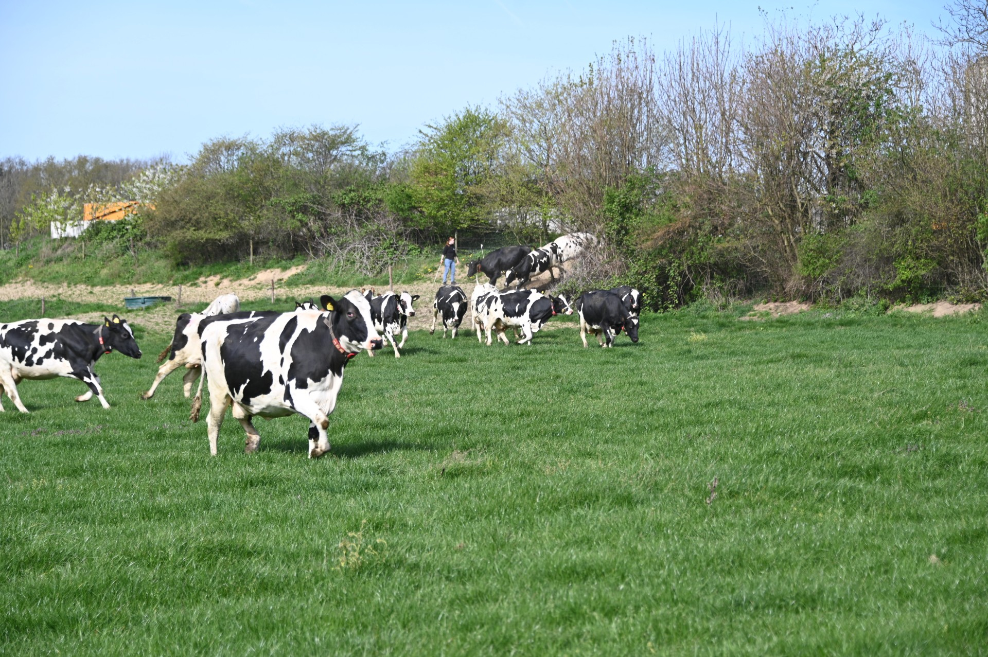 koeiendans 1.jpg koeiendans 1.jpg